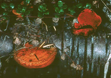 Pycnoporus cinnabarinus